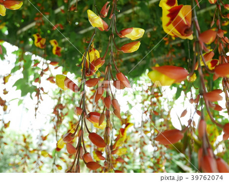 ツンベルギア・マイソレンシス 39762074