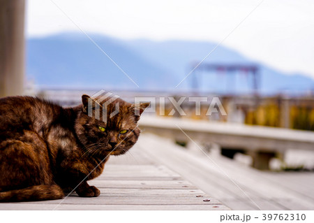 桜島のねこ 39762310