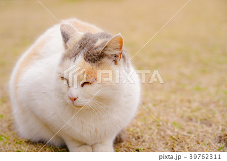 桜島のねこ 39762311