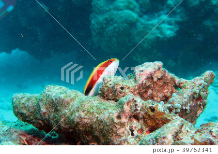 ホシゴンベ ホシゴンベ 39762341