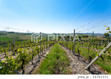 Landscape with vineyards from Langhe,Italian agric 39762351
