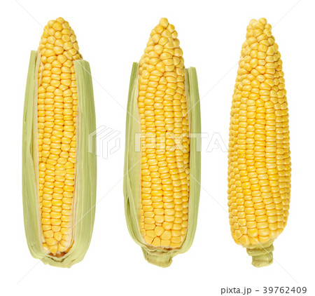 Three husked cobs of sweet corn, isolated 39762409