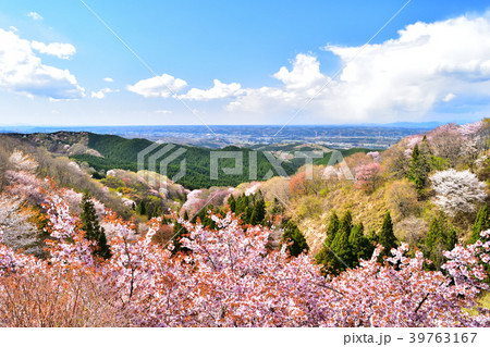 御亭山から観る満開の山桜 39763167