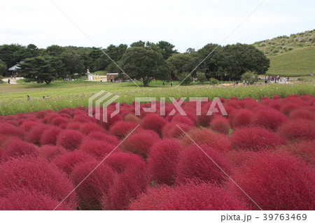 ひたち海浜公園のコキア 39763469