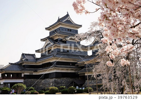 国宝松本城・深志城（烏城）とサクラ 39763529