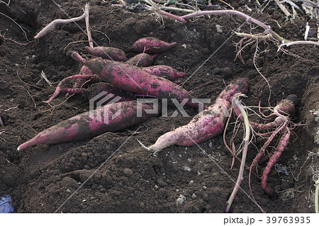 サツマイモ堀り風景 39763935