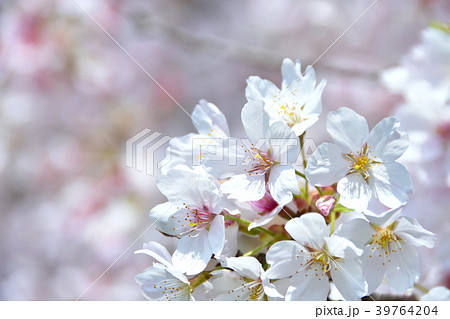 桜の花 桜の花 39764204