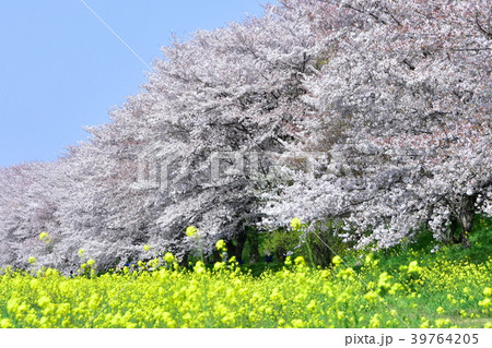 さくら提公園の桜並木 39764205