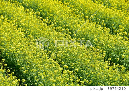 菜の花畑 菜の花畑 39764210