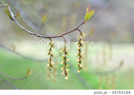キブシの花 キブシの花 39764288