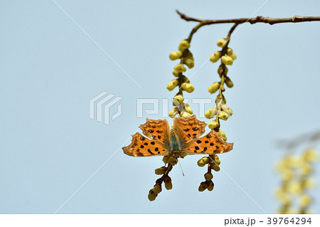 キブシの蜜を吸うキタテハ キブシの蜜を吸うキタテハ 39764294