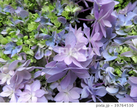 アジサイ ごきげんようの写真素材