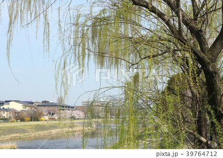 鴨川河畔の柳(京都市) 鴨川河畔の柳(京都市) 39764712