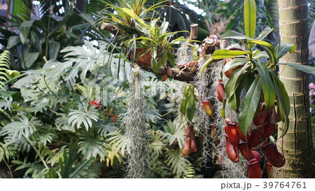 Huge succulents and cactus plants in different Huge succulents and cactus plants in different 39764761