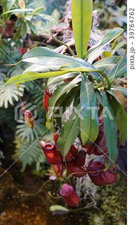 Huge succulents and cactus plants in different 39764762