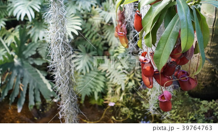 Huge succulents and cactus plants in different Huge succulents and cactus plants in different 39764763