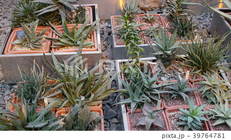 Huge succulents and cactus plants in different 39764781
