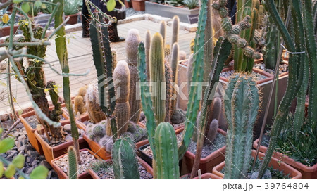 Huge succulents and cactus plants in different 39764804