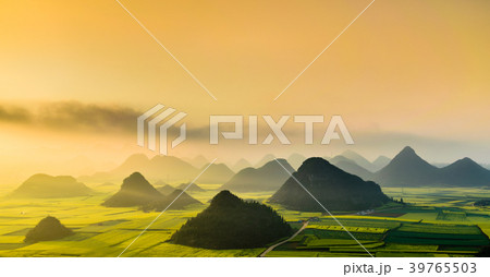 Yellow rapeseed flower field, Luoping, China 39765503