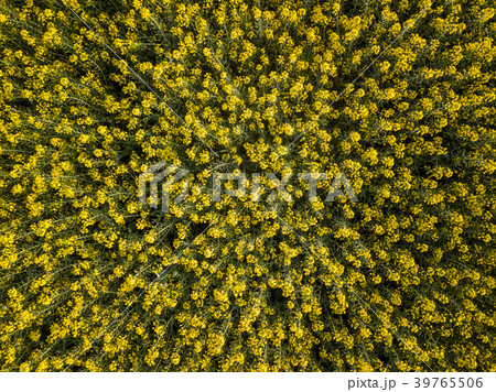 Yellow rapeseed flower field, Luoping, China 39765506