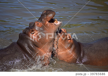 Couple of hippos swim and play in water 39765686