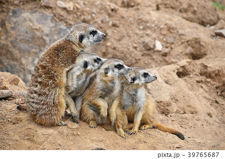 Close up portrait of meerkat family looking away Close up portrait of meerkat family looking away 39765687