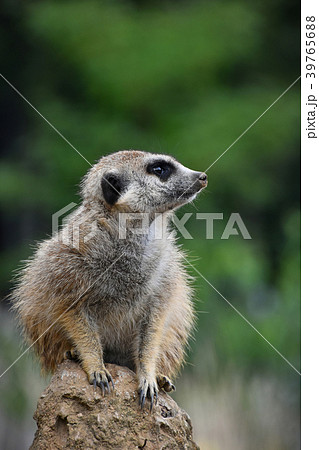 Close up portrait of meerkat looking away 39765688