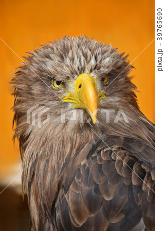 Close up front portrait of white tailed eagle Close up front portrait of white tailed eagle 39765690