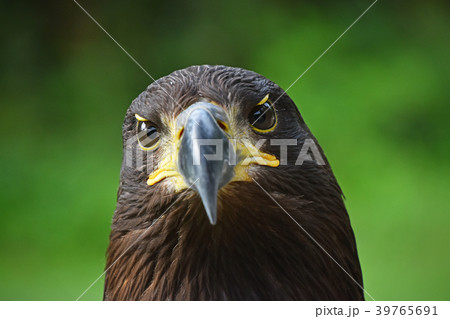 Close up front portrait of Golden eagle on green 39765691