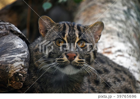 Close up portrait of fishing cat Close up portrait of fishing cat 39765696