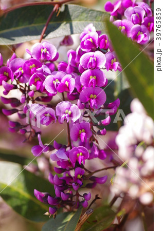ハーデンベルギアの花 39765859