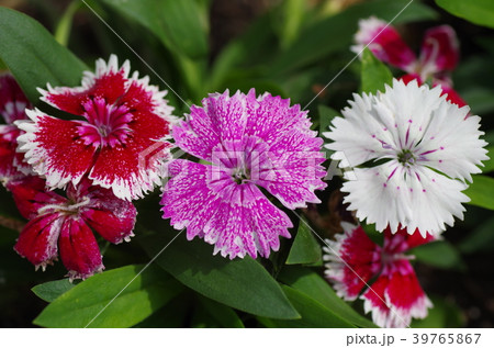 ナデシコの花 ナデシコの花 39765867