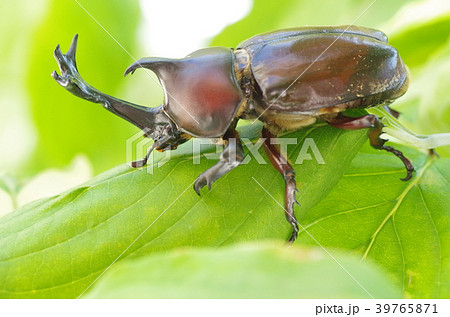 ヤマトカブトムシの写真素材