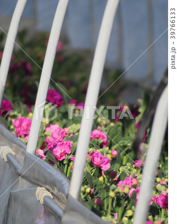 房総半島のお花畑 房総半島のお花畑 39766133
