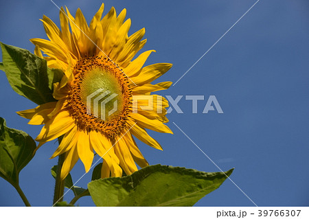 ひまわり ひまわり 39766307