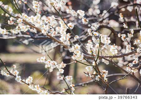 梅の花 梅 ピンクの花 ピンク 初春の花 濃いピンク 日本の花 満開 春の訪れ の写真素材