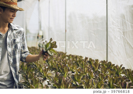 Hydroponics growers are happy the vegetables grown Hydroponics growers are happy the vegetables grown 39766818