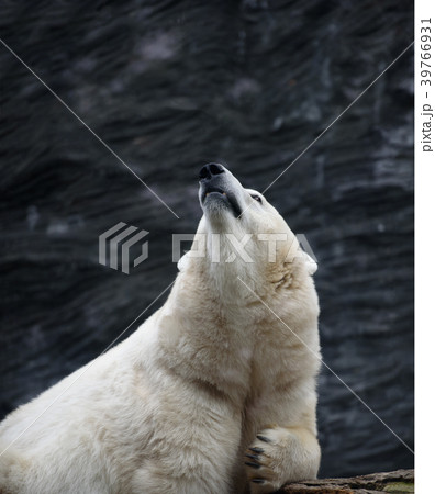 Polar bear looking up 39766931