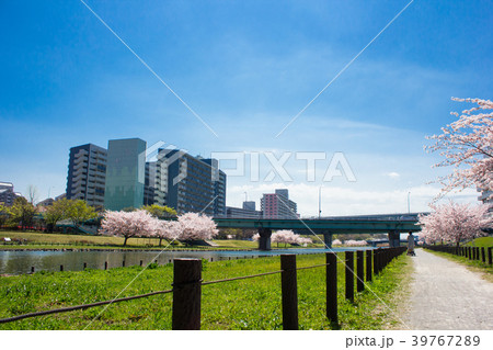 大島小松川公園の桜 大島小松川公園の桜 39767289