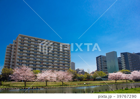 大島小松川公園の桜 39767290