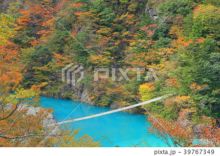紅葉の寸又峡夢の吊り橋 紅葉の寸又峡夢の吊り橋 39767349