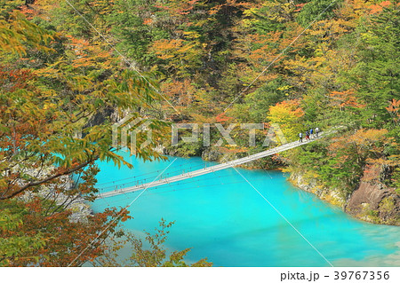 紅葉の寸又峡夢の吊り橋の写真素材
