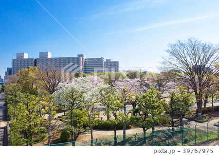 大島小松川公園の桜の写真素材