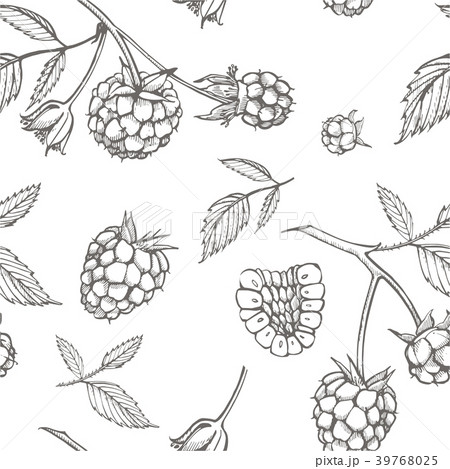 Hand drawn raspberry. Retro sketch style vector 39768025