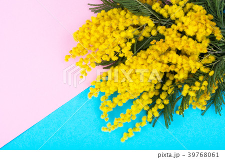 Branch with small yellow fluffy inflorescences on 39768061