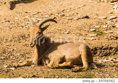 Himalayan tahr on the rock 39768362