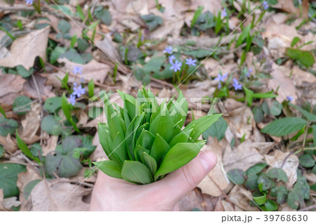 Wild garlic in man hand Wild garlic in man hand 39768630