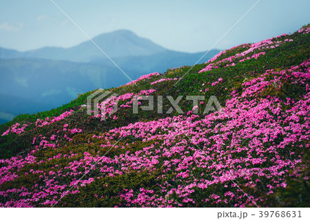 Magic pink rhododendron Magic pink rhododendron 39768631