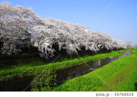 3月 調布14野川桜並木 3月 調布14野川桜並木 39768928