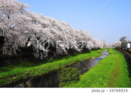 3月 調布15野川桜並木 3月 調布15野川桜並木 39768929